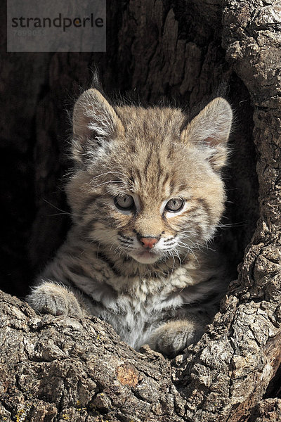 Rotluchs (Lynx rufus)  Jungtier  acht Wochen  am Bau  captive  Porträt