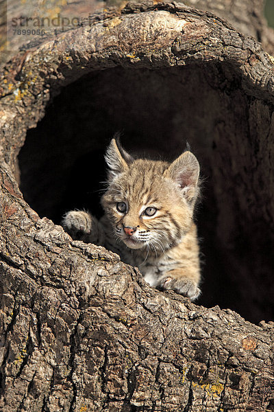 Rotluchs (Lynx rufus)  Jungtier  acht Wochen  am Bau  captive