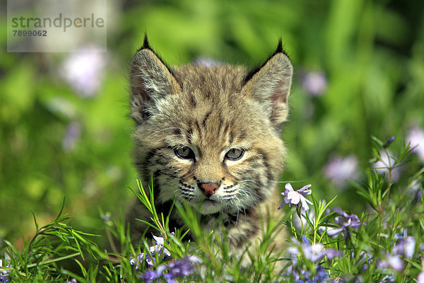 Rotluchs (Lynx rufus)  Jungtier  acht Wochen  auf einer Blumenwiese  Porträt