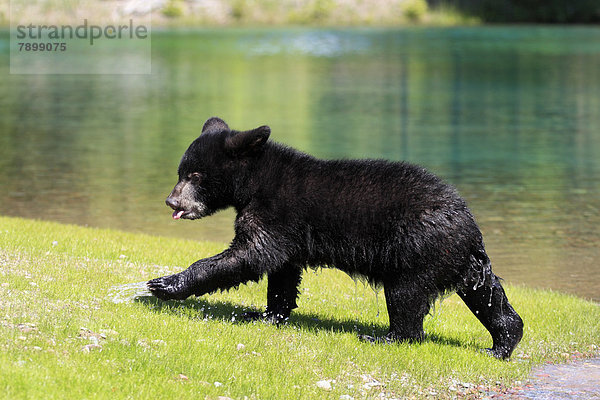 Schwarzbär (Ursus americanus)  Jungtier  sechs Monate  captive