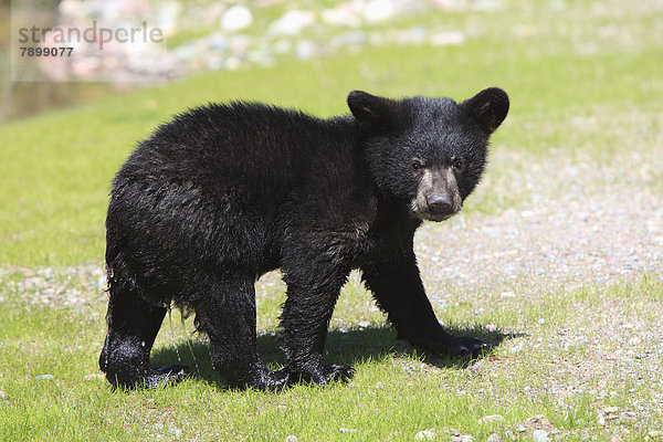 Schwarzbär (Ursus americanus)  Jungtier  sechs Monate  captive