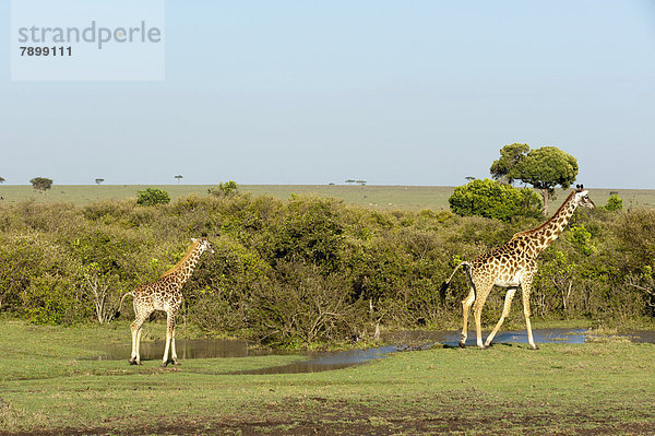 Giraffen (Giraffa camelopardalis)