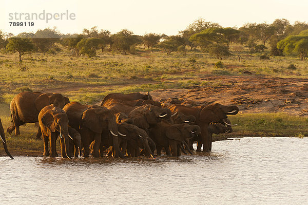 Afrikanische Elefanten (Loxodonta africana)