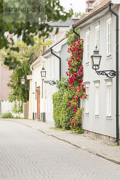 Blume Gebäude Straße Nachbarschaft alt