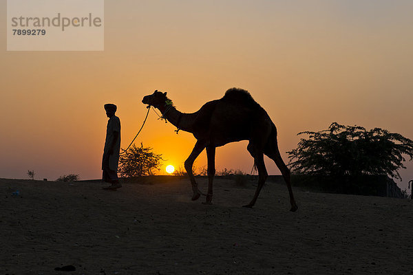 Sonnenuntergang  Silhouette eines Mannes  der sein Kamel an den Zügeln hält  Kamelmarkt