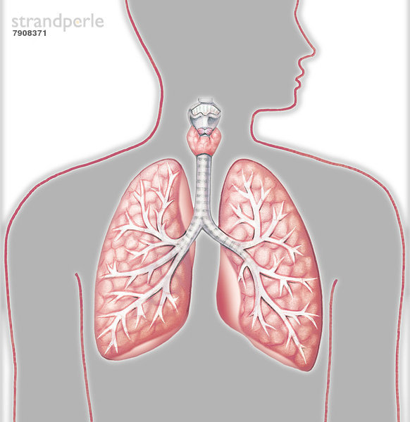 Lunge in der Silhouette eines Menschen