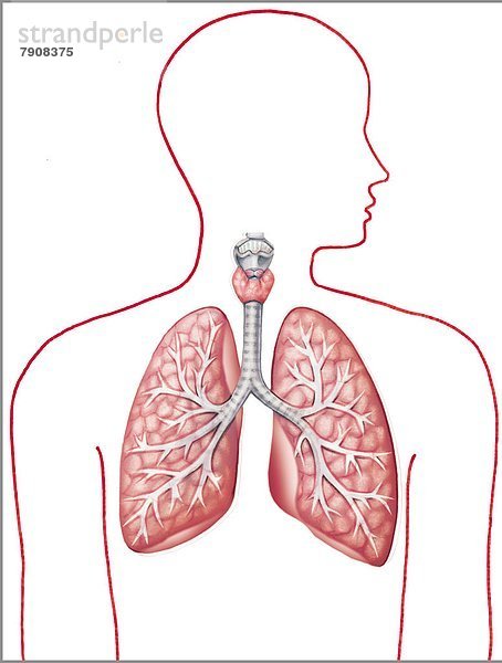 Lunge in der Silhouette eines Menschen