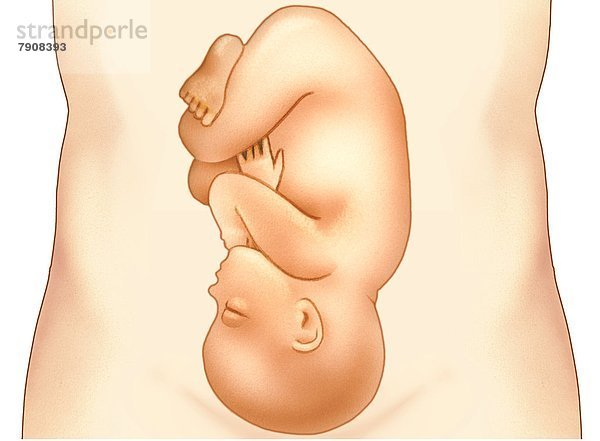 Baby im Mutterleib kurz vor der Geburt