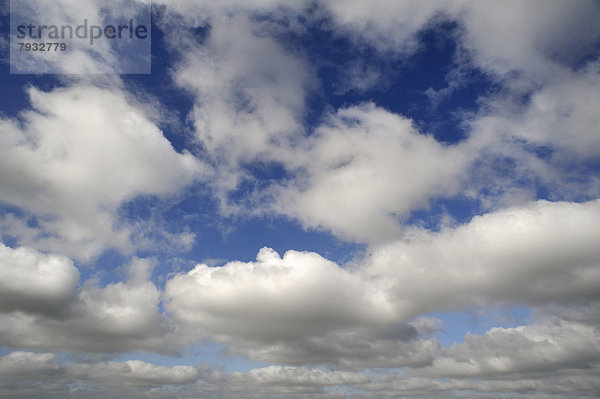 Cumuluswoken oder Altocumulus