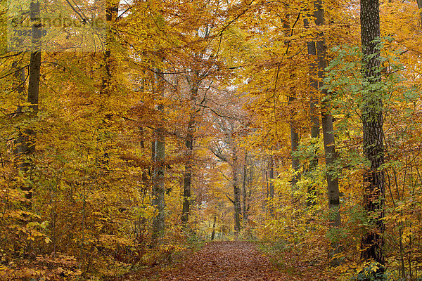 Waldweg  Herbstwald
