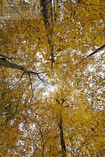 Baumkronen  Herbstwald