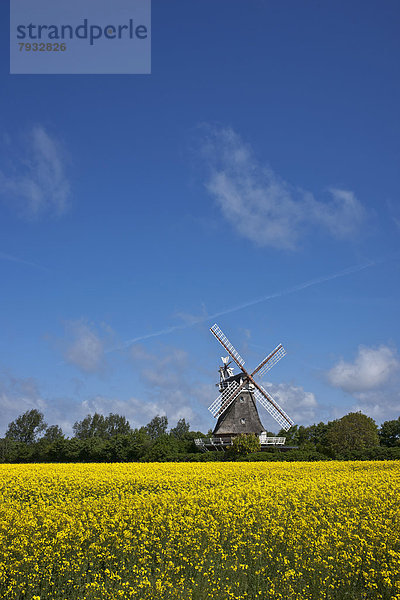 Windmühle  gelbes Rapsfeld und blauer Himmel