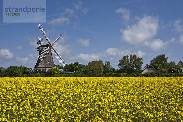 Windmühle  gelbes Rapsfeld und blauer Himmel