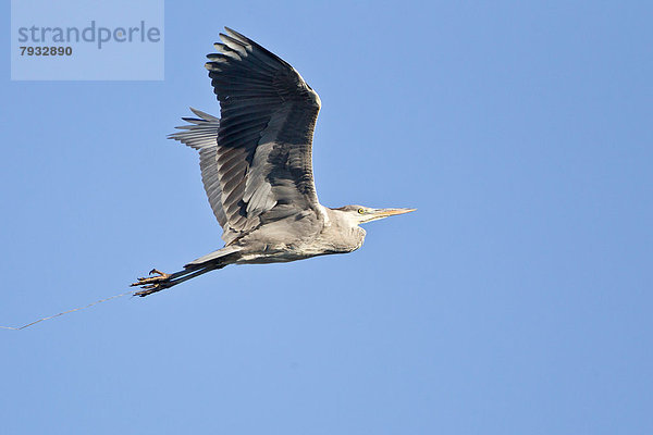 Grey Heron (Ardea cinerea)  in flight