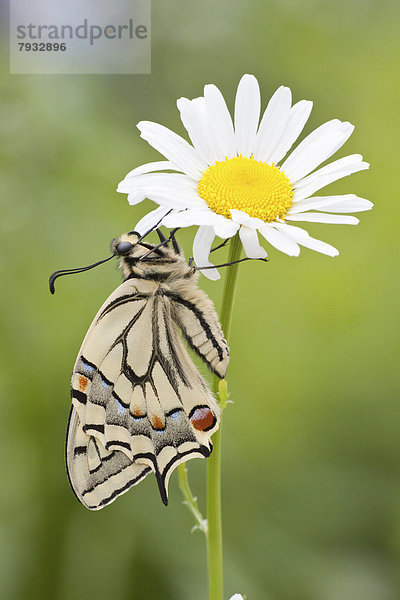 Schwalbenschwanz (Papilio machaon) an Margerite