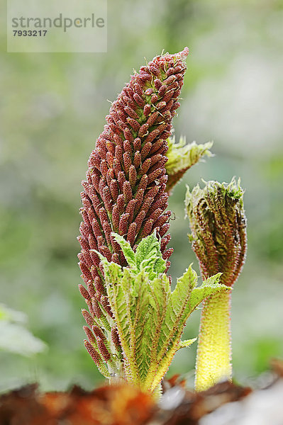 Mammutblatt oder Regenschirm der Armen (Gunnera insignis)  Blütenstand  Vorkommen in Südamerika