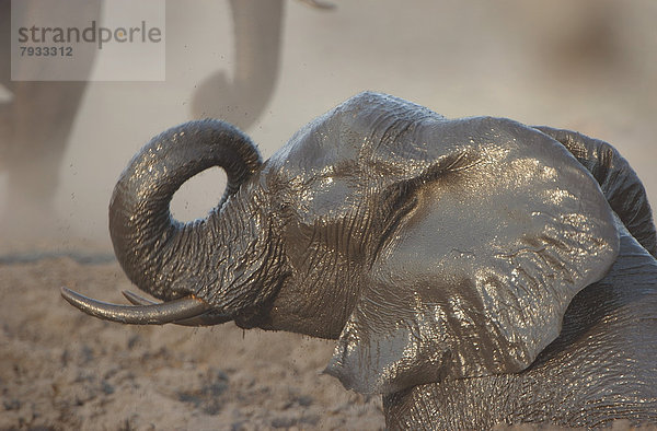 Afrikanischer Elefant (Loxodonta africana) nimmt ein Schlammbad
