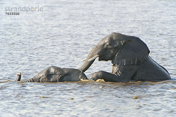 Afrikanische Elefanten (Loxodonta africana) im Wasser