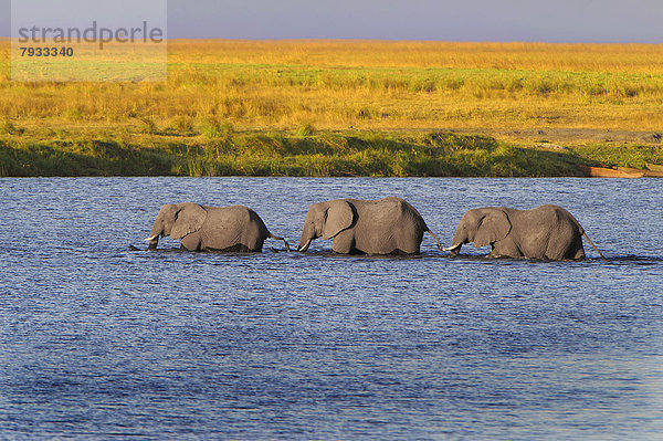 Afrikanische Elefanten (Loxodonta africana) gehen in einer Reihe durchs Wasser