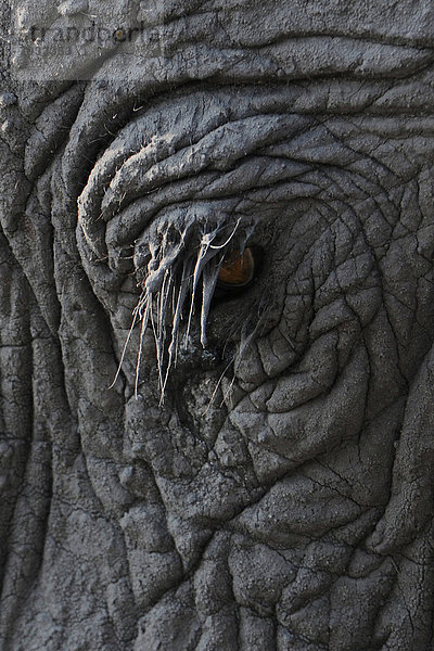 Afrikanischer Elefant (Loxodonta africana)  Detail Auge