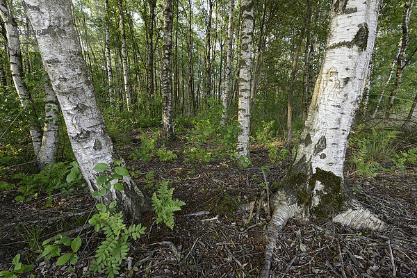 Birkenwald  Hänge-Birken (Betula verrucosa)