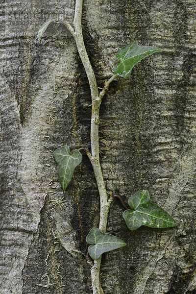 Efeu (Hedera helix) an Hainbuche (Carpinus betulus)