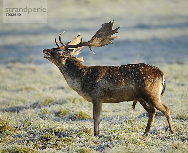 Damhirsch (Dama dama)  röhrt in der Brunft  captive