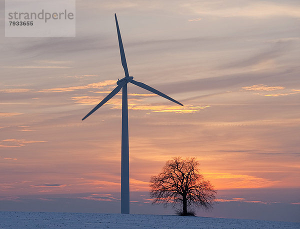 Linde Windturbine Windrad Windräder Winter Sonnenuntergang Baum Limette Einsamkeit