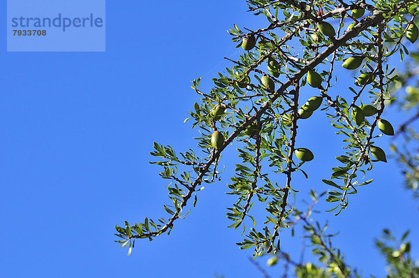 Ast eines Arganbaums (Argania spinosa) mit Früchten