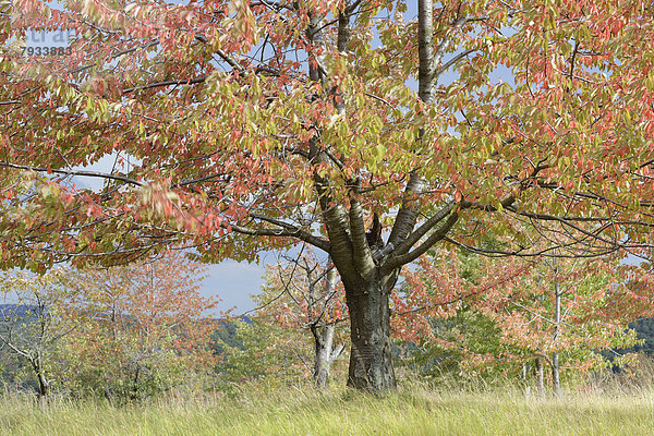 Herbstlich gefärbter Kirschbaum (Prunus sp.)