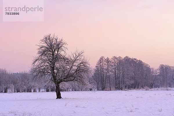 Mit Reif bedeckter Baum auf einer verschneiten Wiese im ersten Morgenlicht