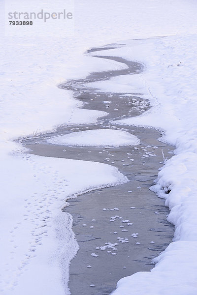 Schnee und Eis in einem abgelassenen Karpfenteich  Tierspuren im Schnee am Bachlauf