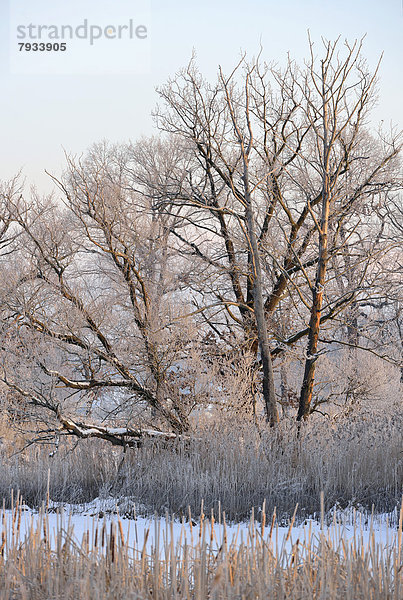 Verschneite und verreifte Winterlandschaft in einem Teichgebiet