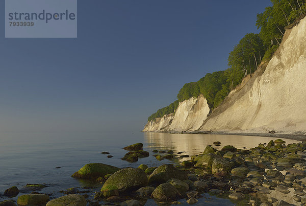 Steine am Strand  mit Bäumen bewachsene Steilküste  Kreidefelsen