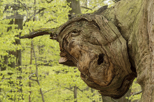 Gesichtsähnliche Verwachsung an einem Baum