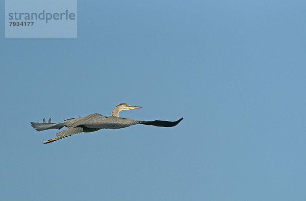 Graureiher Ardea cinerea fliegen fliegt fliegend Flug Flüge