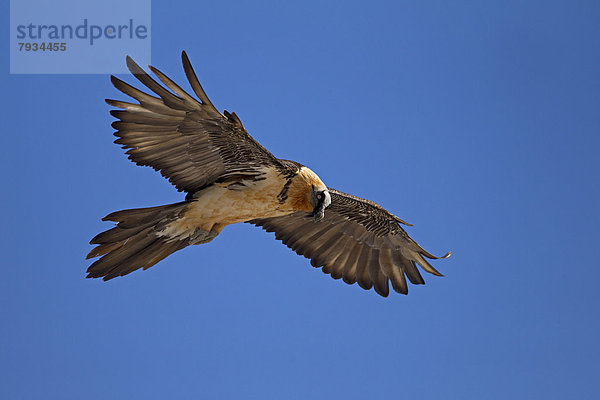 Bartgeier (Gypaetus barbatus)  adulter Vogel im Flug