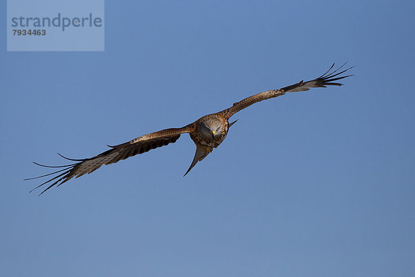 Rotmilan (Milvus milvus) im Flug