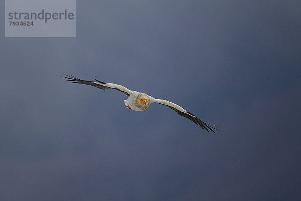 Schmutzgeier (Neophron percnopterus) im Flug