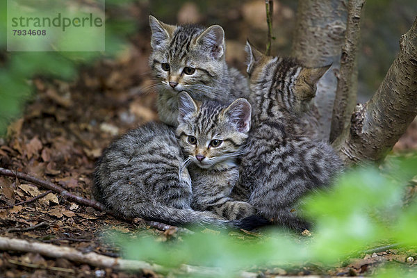 Wildkatzen (Felis silvestris)  Jungtiere