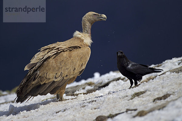 Gänsegeier (Gyps fulvus) und Kolkrabe (Corvus corax)