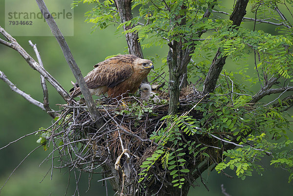 Adlerbussard (Buteo rufinus)  Weibchen mit Jungvogel auf Nest
