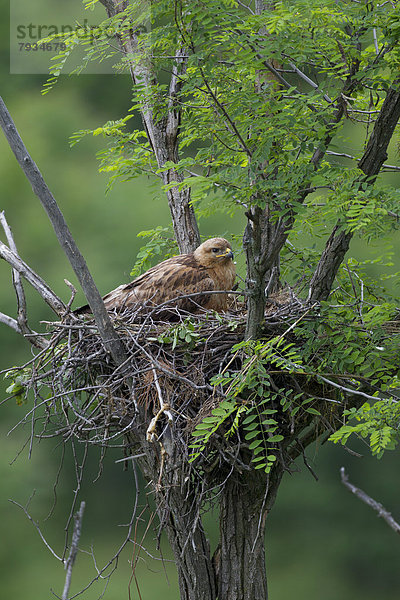 Adlerbussard (Buteo rufinus)  Weibchen auf Nest
