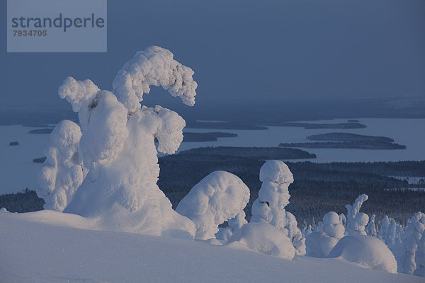 Fjell im Winter  Bäume mit Schneebehang  hinten das Kitkajärvi Seensystem