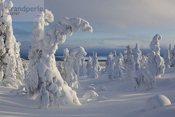 Fjell im Winter  Bäume mit Schneebehang
