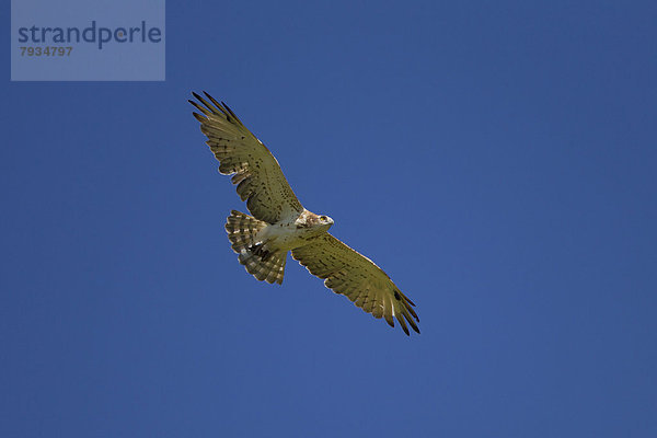 Schlangenadler (Circaetus gallicus) im Flug