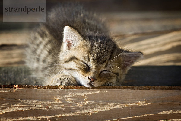 Braun getigertes Kätzchen liegt auf einem Holzstapel in der Sonne und schläft