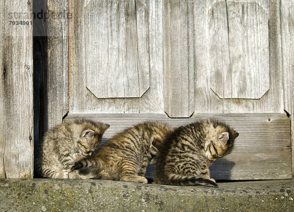 3 braun getigerte Kätzchen sitzen vor einer alten Haustür und putzen sich synchron