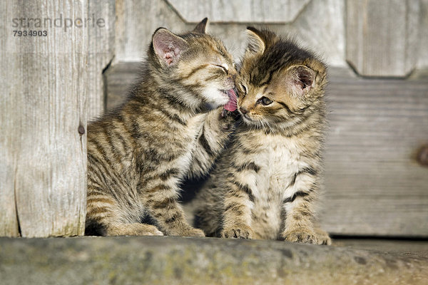 2 braun getigerte Kätzchen sitzen vor einer Holztür und putzen sich gegenseitig