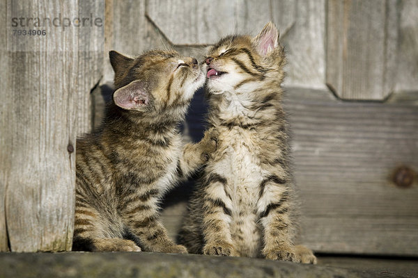 2 braun getigerte Kätzchen sitzen vor einer Holztür und putzen sich gegenseitig